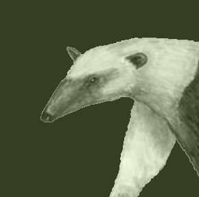Anteater